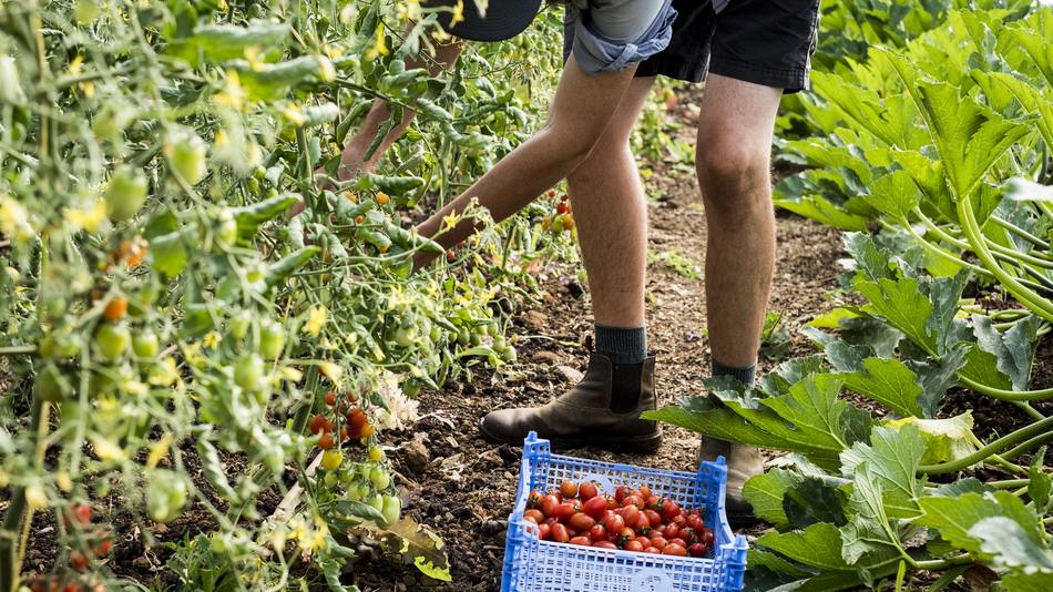 La norma ISO 22000 garantiza la inocuidad alimentaria en toda la cadena de producción